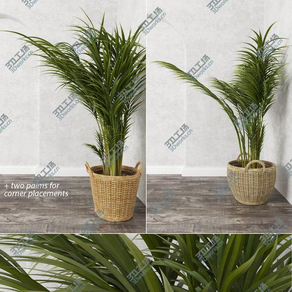 images/goods_img/20210312/Areca Palm Trees (GrowFX)/2.jpg
